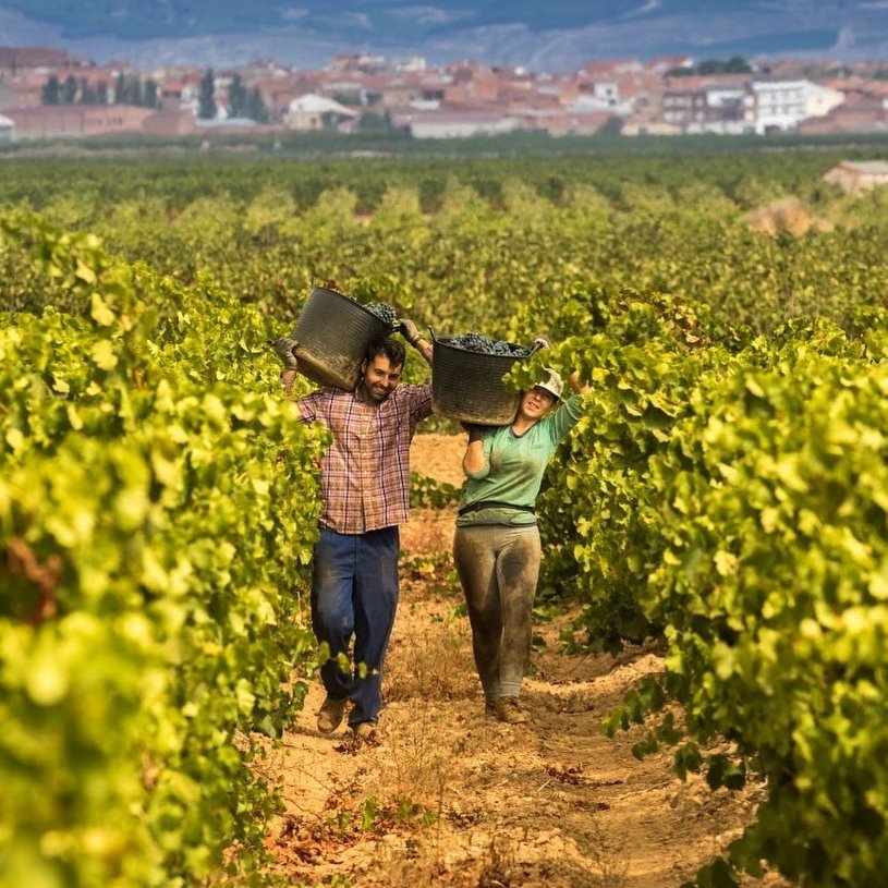 Vinedos de Alfaro - Spanien